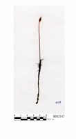 藏品(擬金髮苔密葉變種(美姿野馬騣密葉變種))的圖片